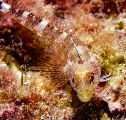Gobius geniporus (slender goby) at the Medes islands. (f/... by E&e Lp 